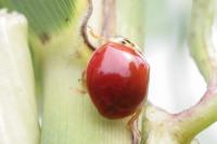 Harmonia axyridis