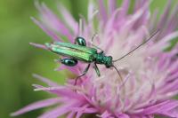 Oedemera nobilis