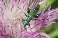 Oedemera nobilis