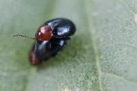 Podagrica fuscipes