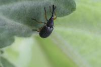 Rhopalapion longirostre