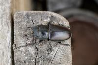 Lucanus cervus