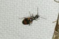 Anthicus antherinus