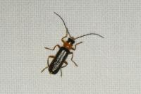 Cantharis flavilabris