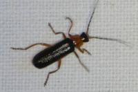 Cantharis flavilabris