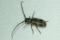Exocentrus adspersus