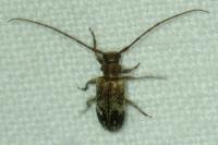 Exocentrus adspersus
