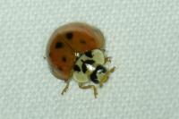 Harmonia axyridis
