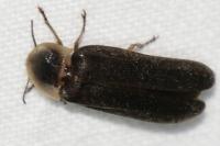 Lampyris noctiluca