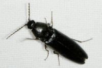 Melanotus villosus