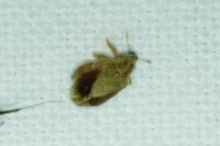 Orchestes quercus