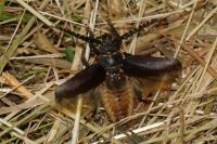 Prionus coriarius