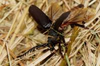 Prionus coriarius