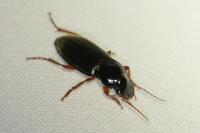 Pseudoophonus rufipes