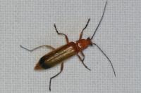 Rhagonycha fulva