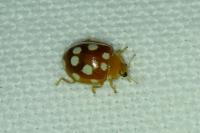 Vibidia duodecimguttata