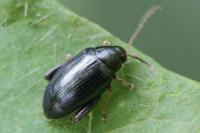 Psylliodes chrysocephala