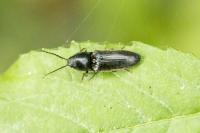 Hemicrepidius