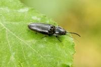 Hemicrepidius