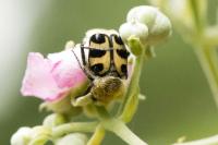 Trichius