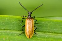 Lagria hirta