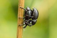 Liparus coronatus
