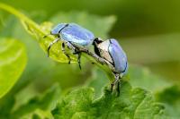 Hoplia coerulea