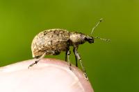 Liophloeus tessulatus
