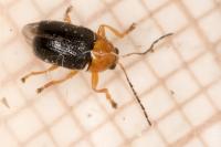 Cryptocephalus rufipes