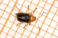 Cryptocephalus rufipes