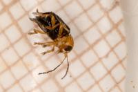 Cryptocephalus rufipes