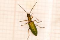Chrysanthia geniculata