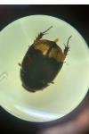 Sphaeridium lunatum