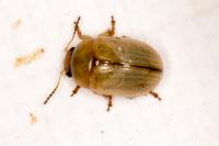 Gonioctena olivacea