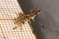 Charagmus gressorius