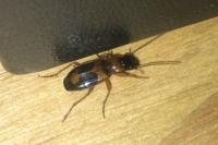 Badister bullatus