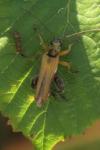 Oedemera podagrariae