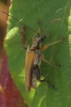 Oedemera podagrariae