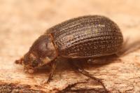 Trox perrisi