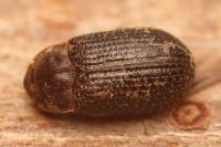 Trox perrisi