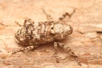 Gasterocercus depressirostris