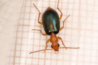 Brachinus sclopeta