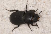 Dorcus parallelipipedus
