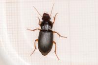 Pseudoophonus rufipes