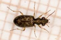 Asaphidion stierlini