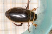 Dytiscus marginalis