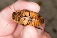 Dytiscus marginalis