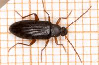 Allecula morio