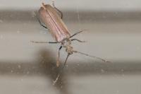 Aegosoma scabricorne