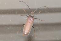 Aegosoma scabricorne